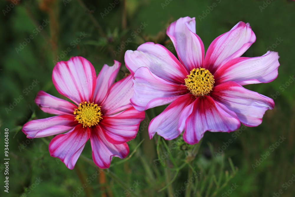 Bicoloured Cosmos Picotee flowers Bicoloured Cosmos Picotee flowers