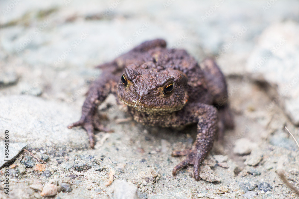 Fototapeta premium Kröte, nah