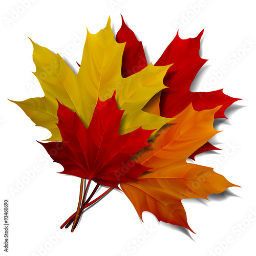 Realistic red maple leaf 
