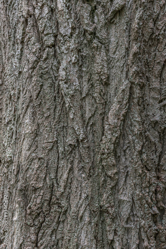 Close up of bark texture