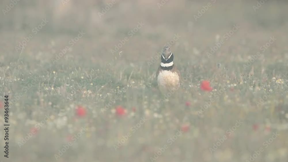 Little Bustard (Tetrax tetrax) displaying in wild flower field Little Bustard (Tetrax tetrax) displaying in wild flower field