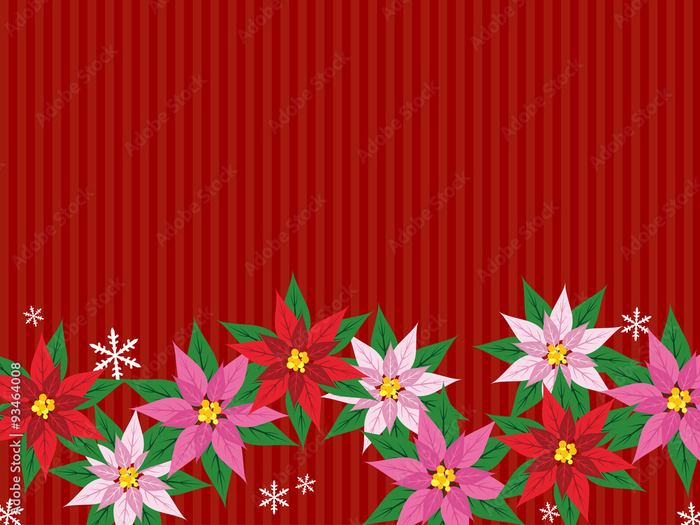 Obraz premium ポインセチア（赤系）下積み