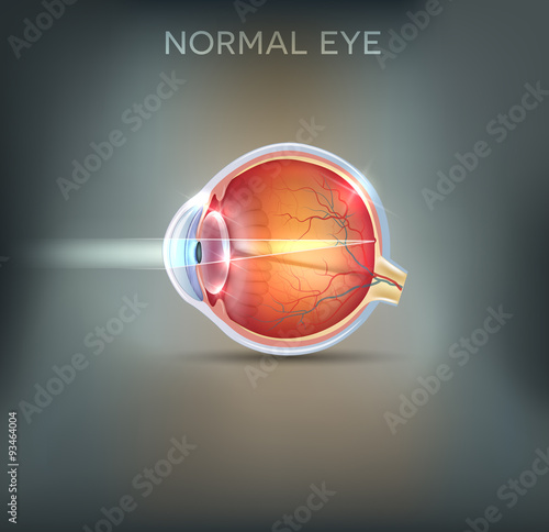 The eye