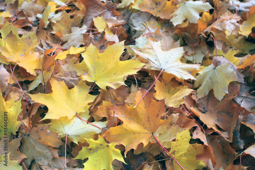 herbstliche Ahornblätter - autumnal maple leaves