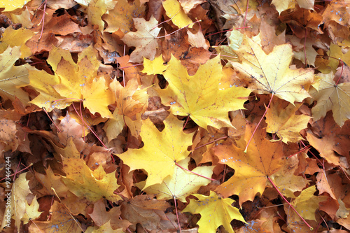 herbstliche Ahornbl  tter - autumnal maple leaves