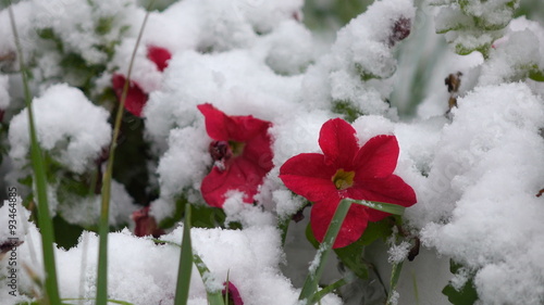 Red flowers with snow 2