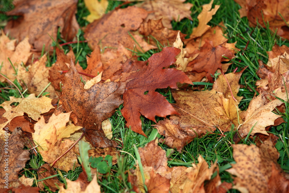 Obraz premium Hintergrund Herbst