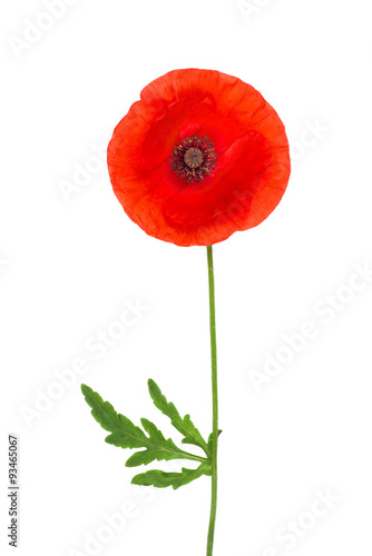 Fototapeta Naklejka Na Ścianę i Meble -  red poppy isolated on white