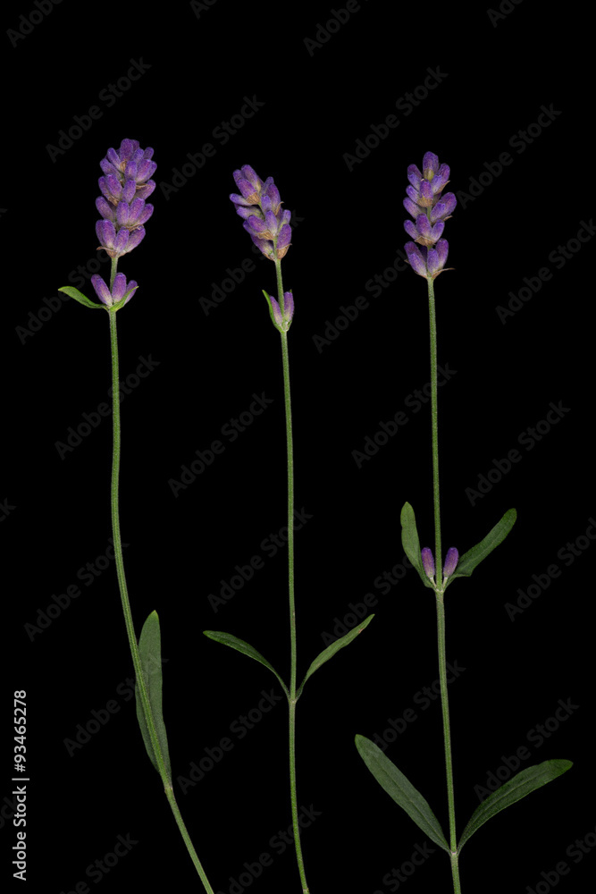 Naklejka premium Lavender flowers isolated on black