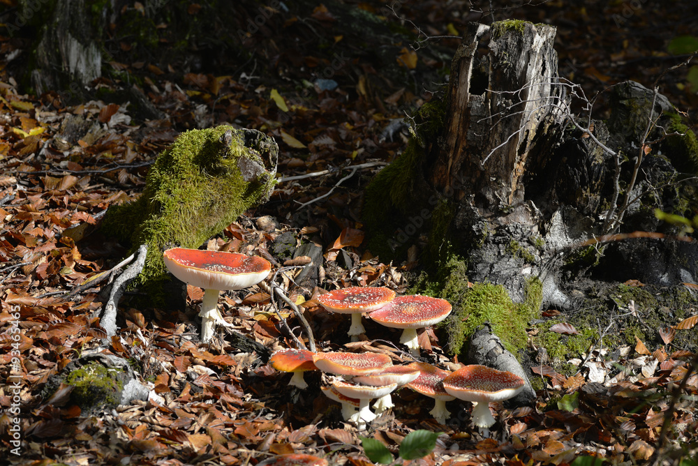 Fototapeta premium Fliegenpilz