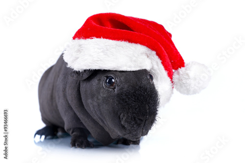 Морская свинка с шапке Санта Клауса