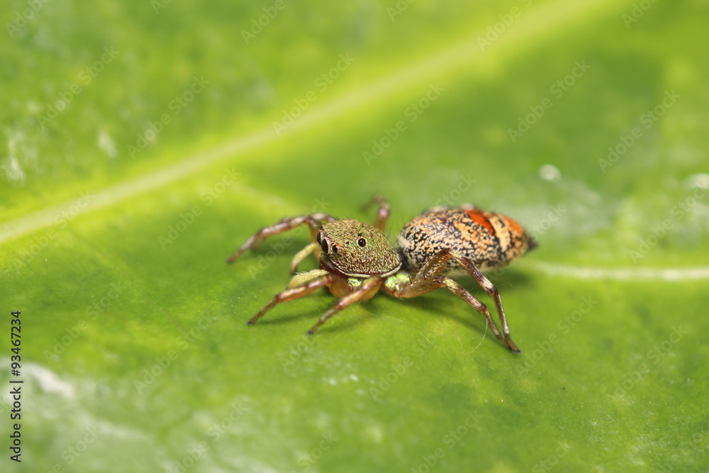 Fototapeta premium Jumping spider