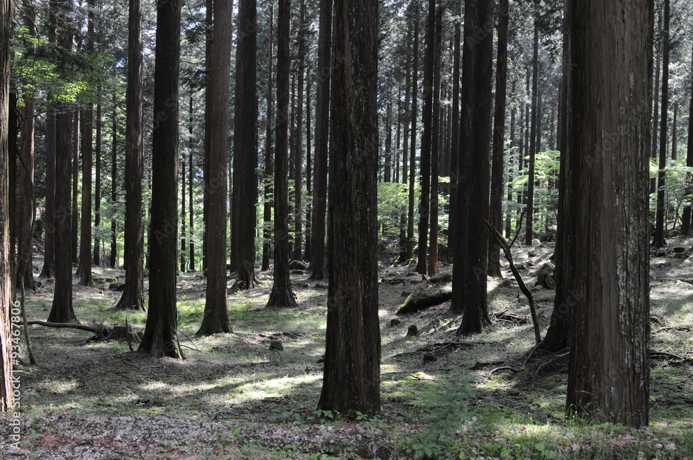 Obraz premium 静かな森