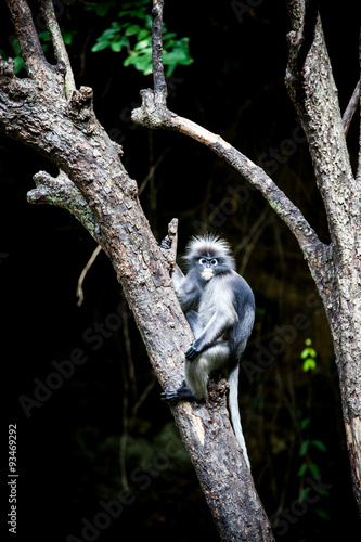 Dusky leaf monkey photo