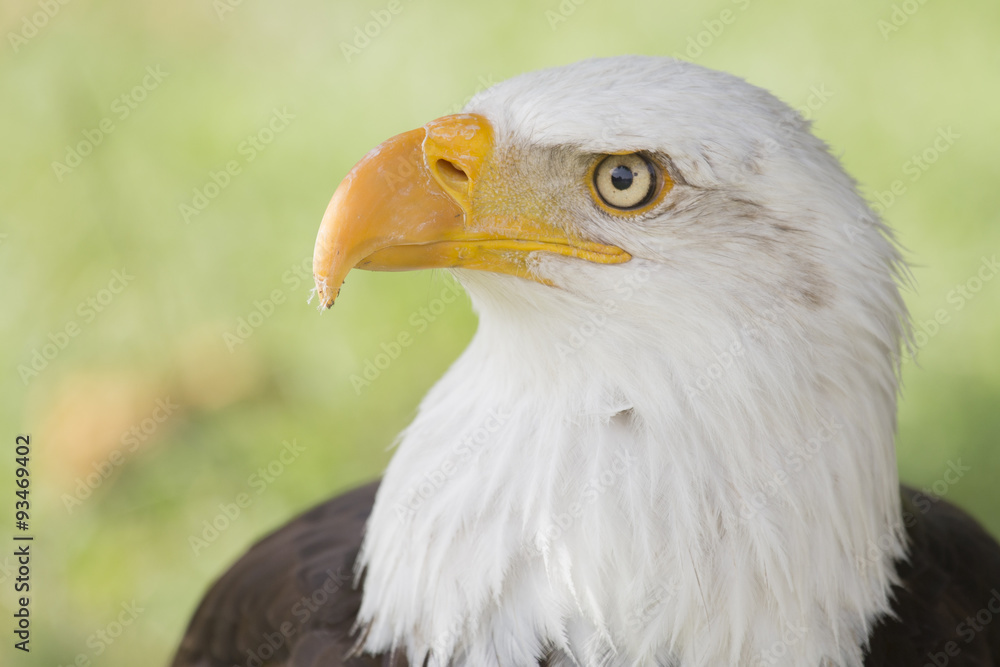 bald eagle