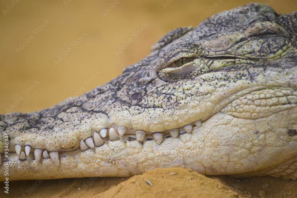 nile crocodile