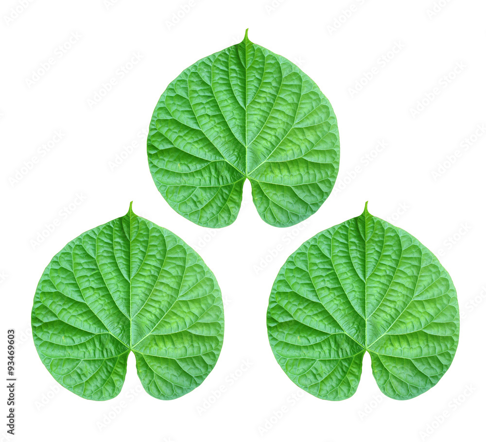 Obraz premium Green leaves on a white background.