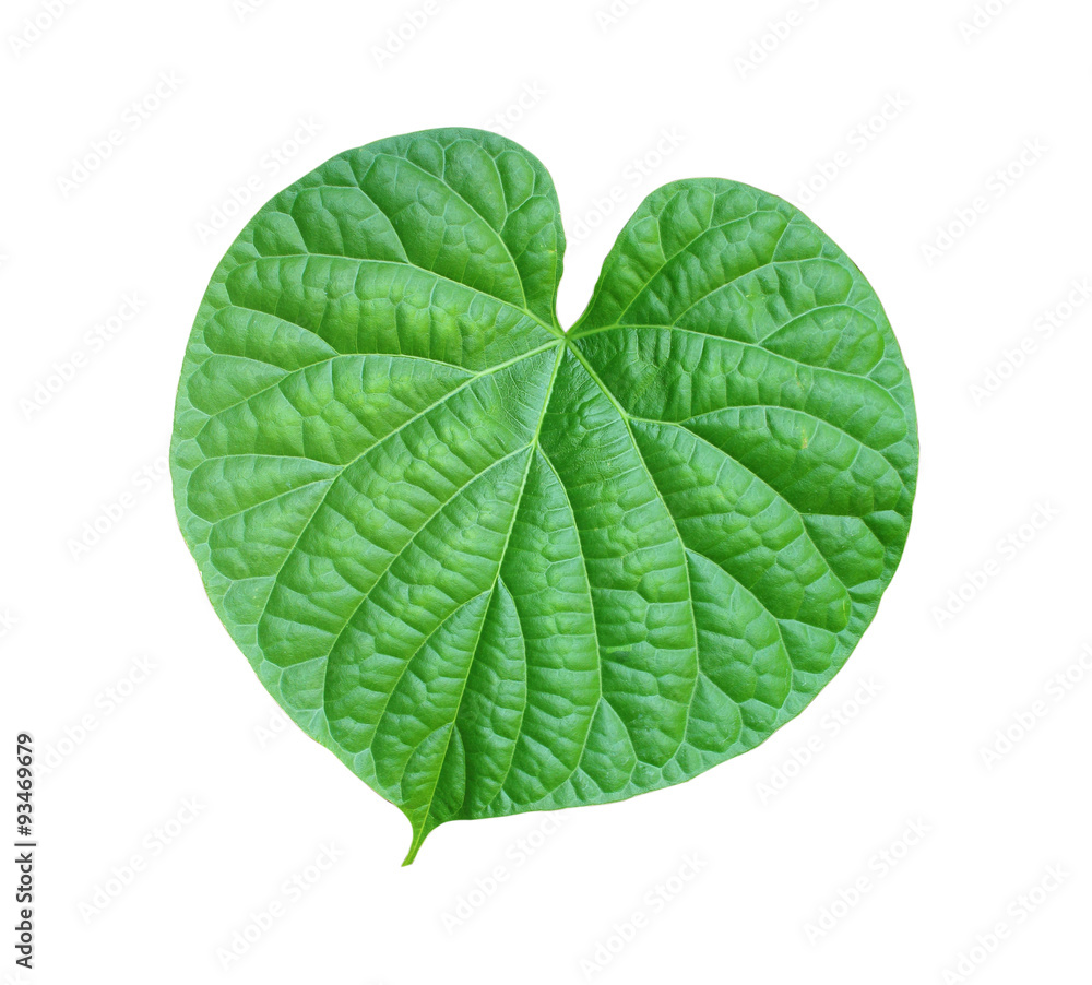Obraz premium Green leaves on a white background.