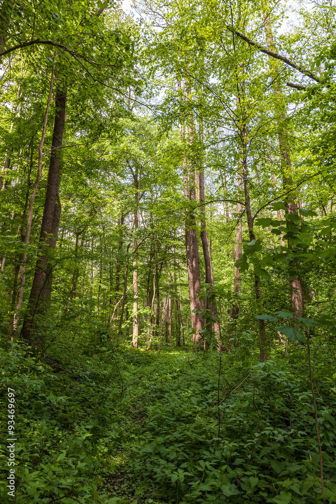 Green deciduous forest on a sunny day