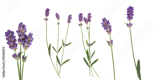 Lavender flowers set isolated on white