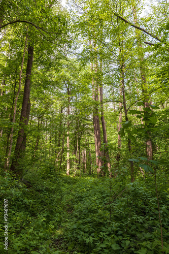 Green deciduous forest on a sunny day