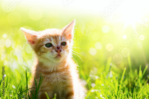 Slika na platnu Art  little ginger cat kitten outdoors