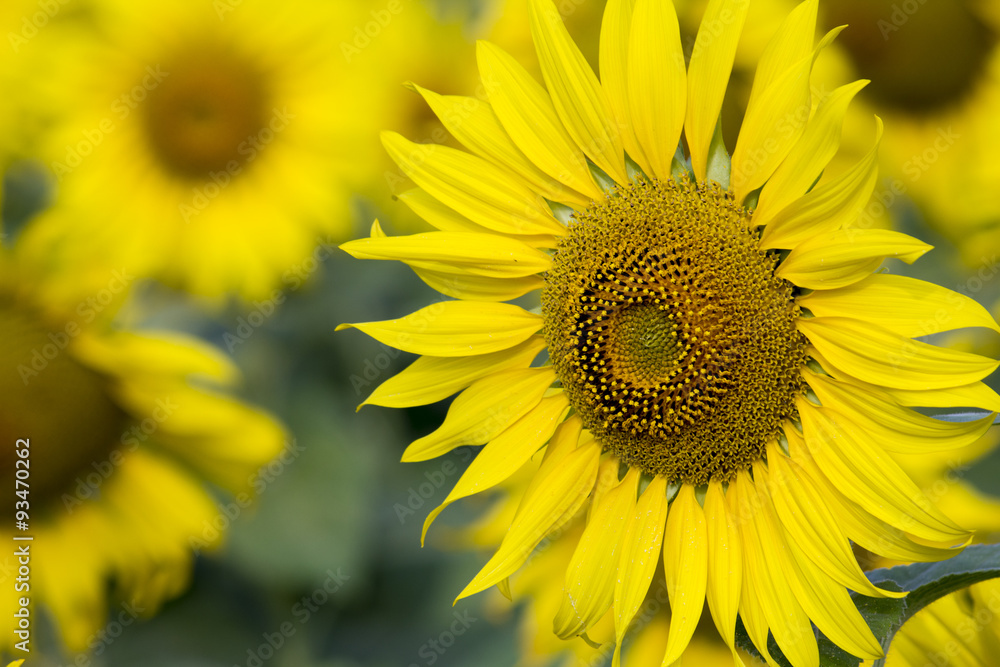Fototapeta premium Yellow sunflowers in the field, close-up