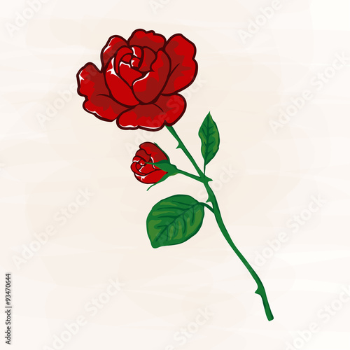 aufblühende rote Rose mit Dornen