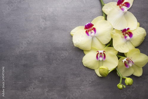 Fototapeta Naklejka Na Ścianę i Meble -  Yellow orchid on the grey background.