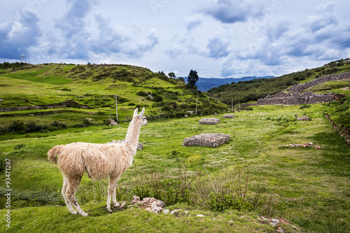 Lama near Cusco, Peru © Tiago Fernandez