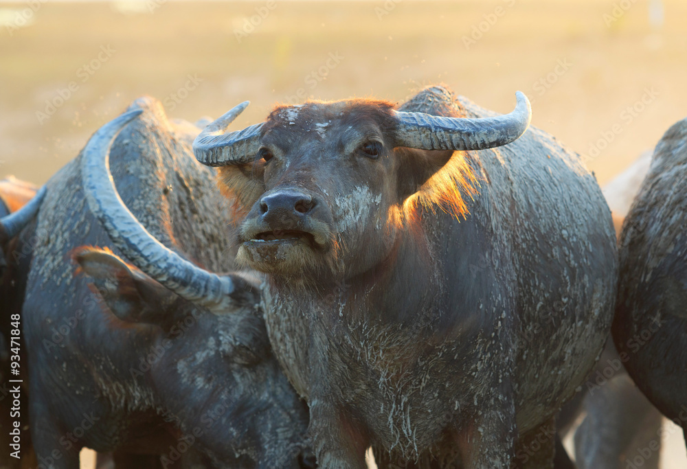 Obraz premium buffaloes on field