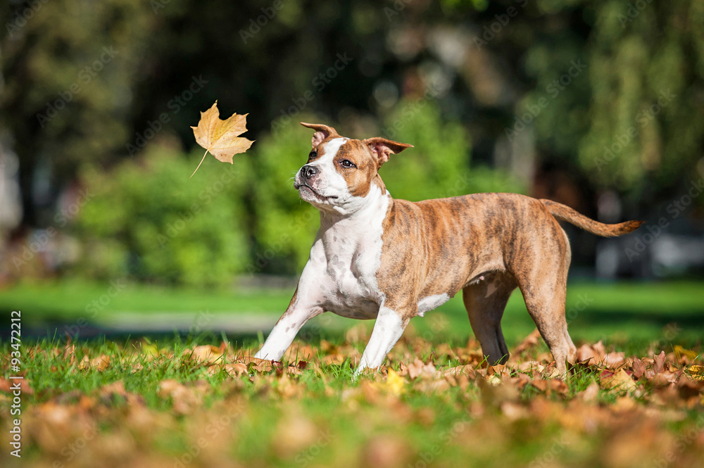 American staffordshire terrier dog catching a falling leaf in autumn 