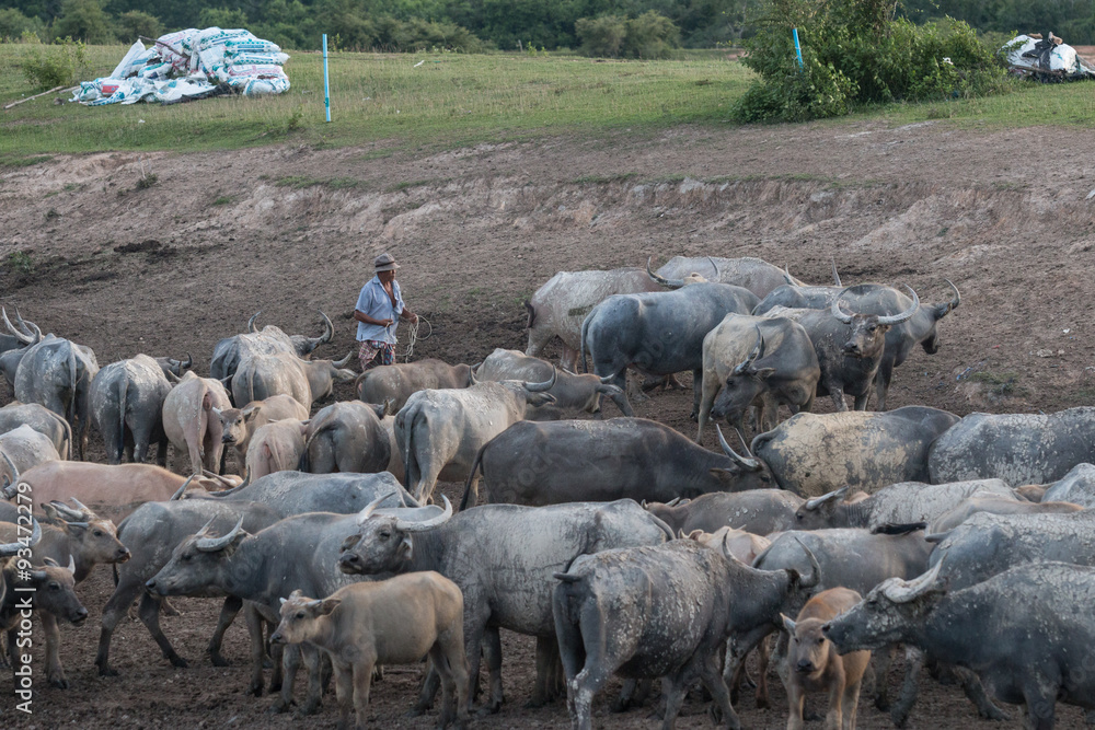 Fototapeta premium buffaloes on field