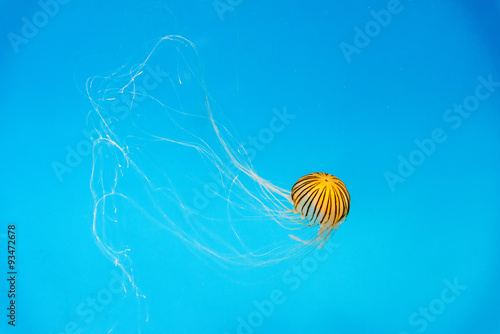 Aquarium Jellyfish in the d...