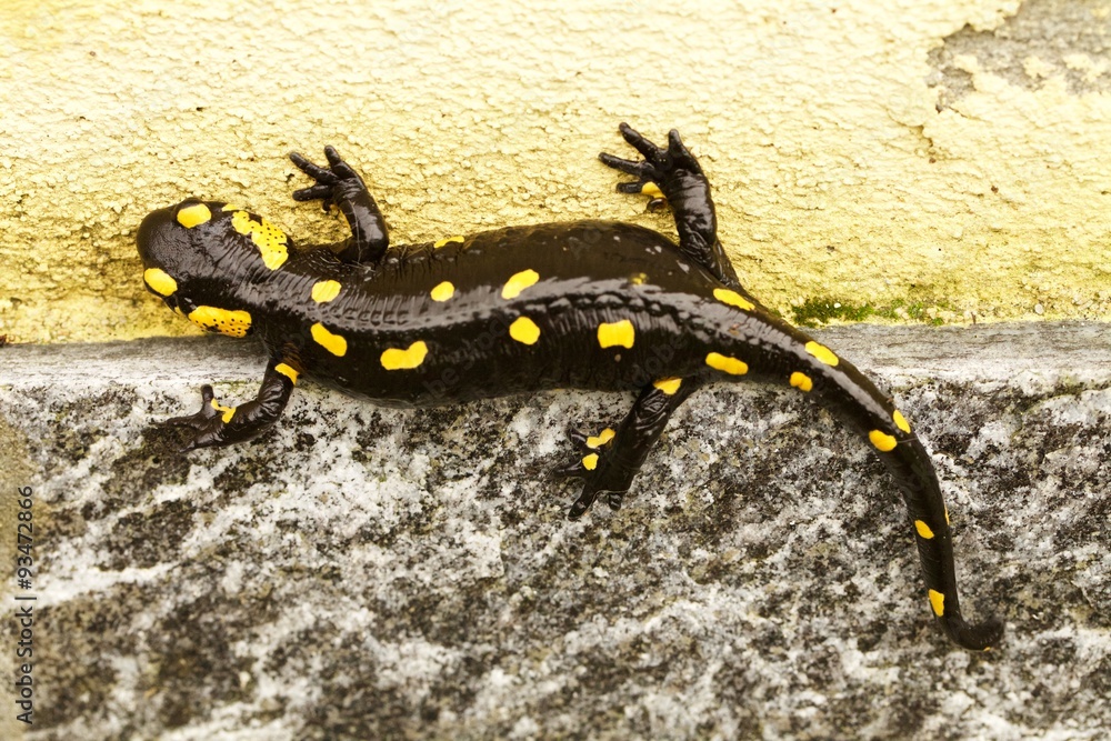 Obraz premium salamandra su muro nero e giallo