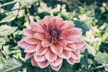 Keuken achterwand Dahlia Vintage roze dahlia in tuin  © peangdao
