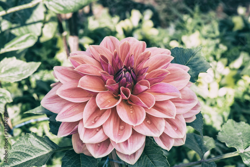 Fototapeta Naklejka Na Ścianę i Meble -  Beautiful vintage pink dahlia at the garden