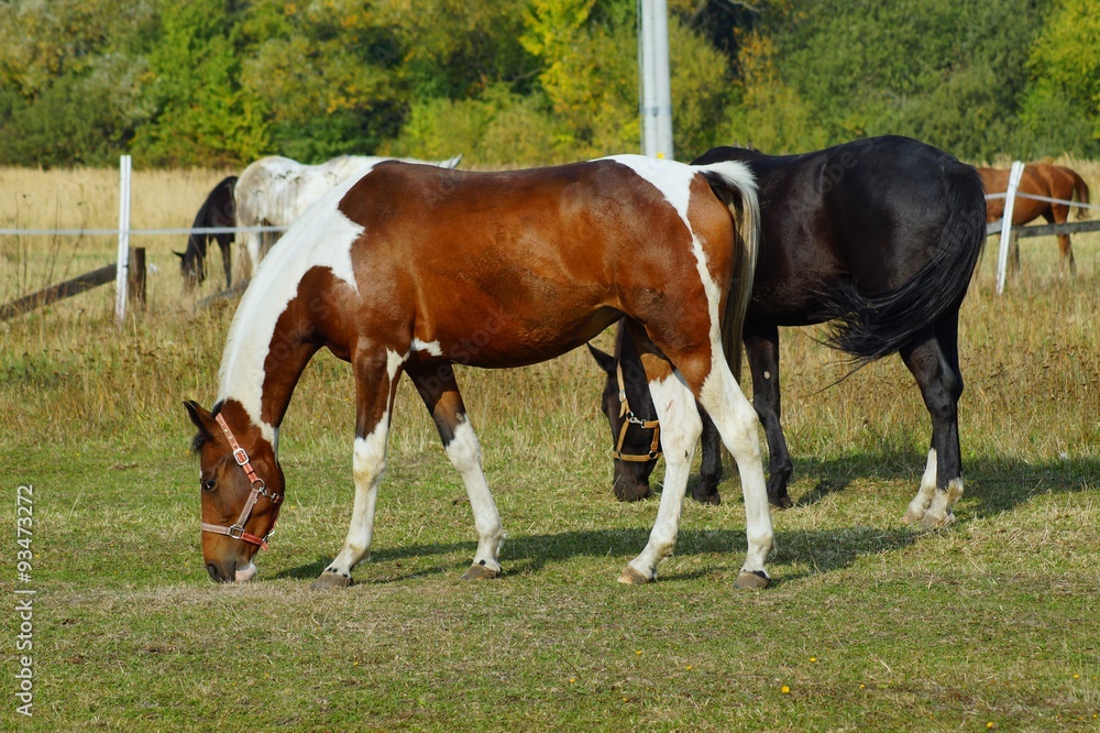 Horses on a farm in the autumn meadow 
