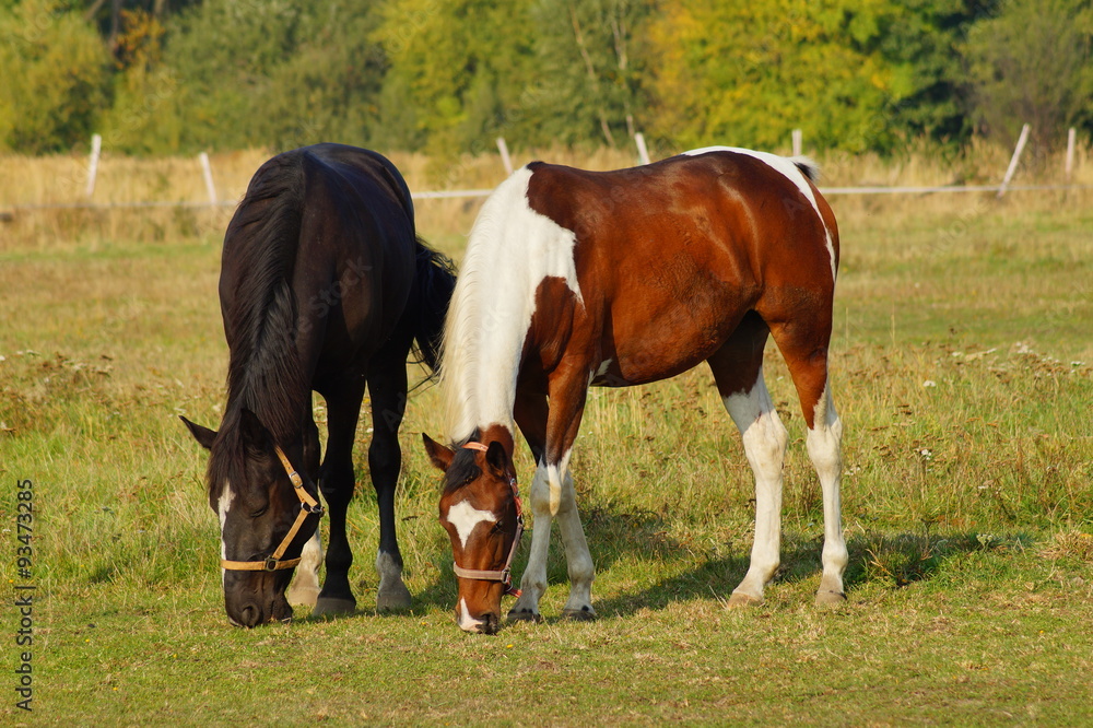 Horses on a farm in the autumn meadow 
