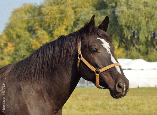 Horse on a farm in the autumn meadow 