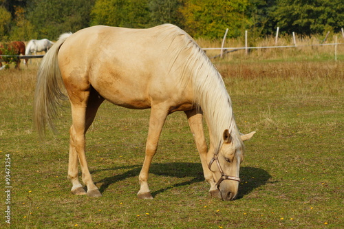 Horse on a farm in the autumn meadow 