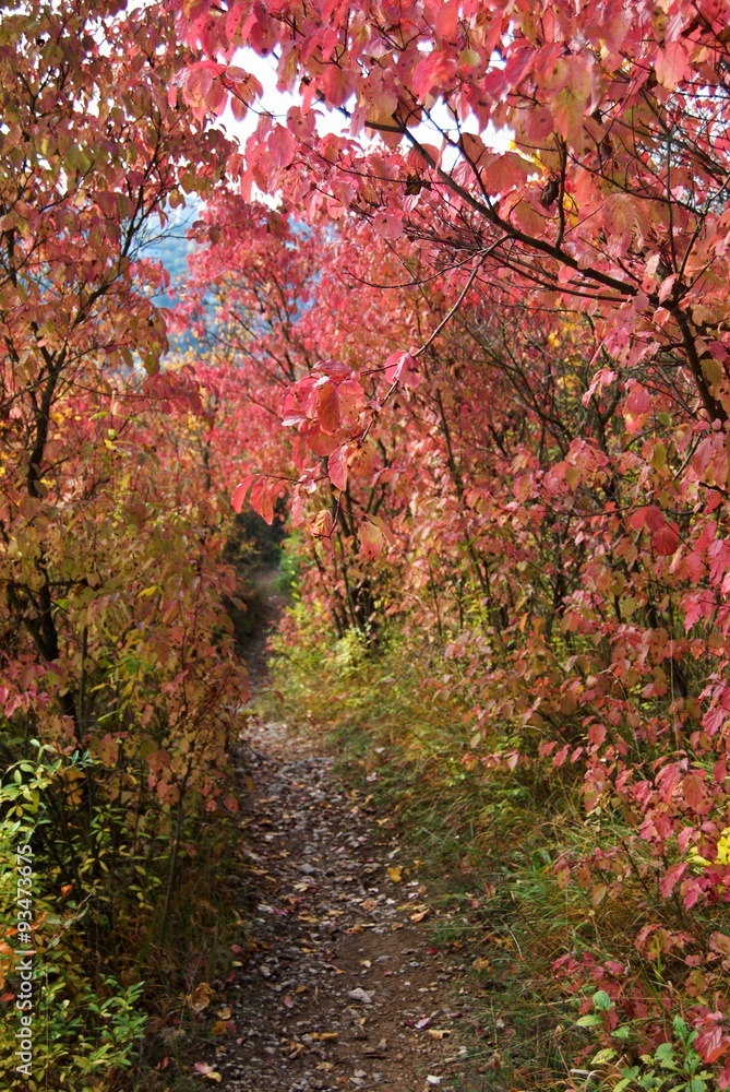 Autumn colorful trees