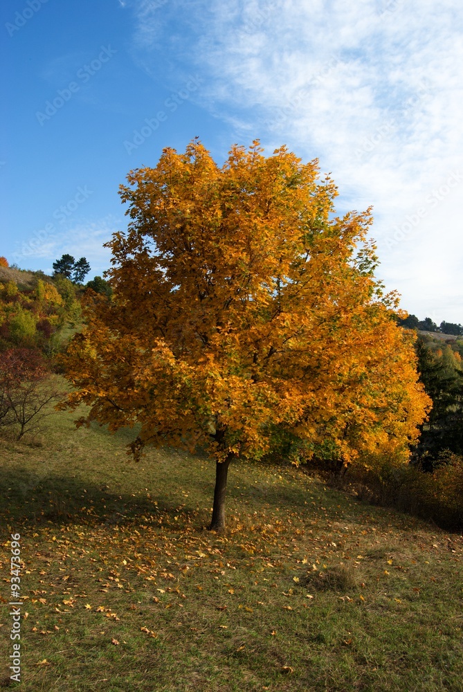 Naklejka premium Yellow autumn tree