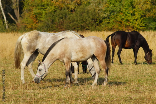 Horses on a farm in the autumn meadow   