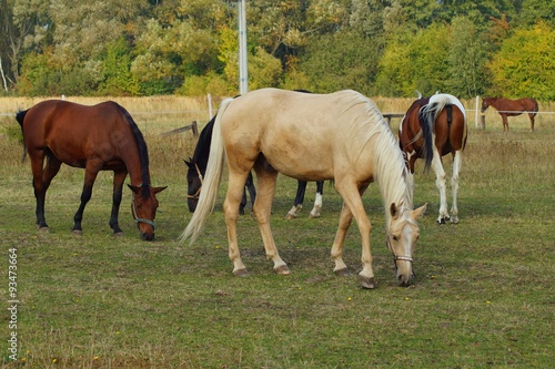 Horses on a farm in the autumn meadow 