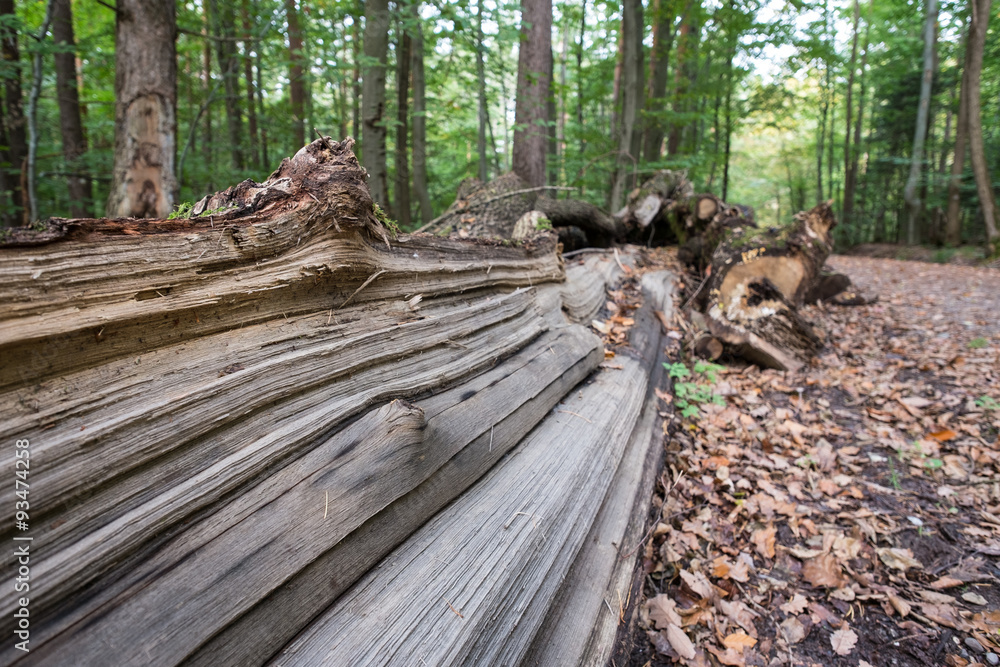 Holz vom Baumstamm Holz vom Baumstamm