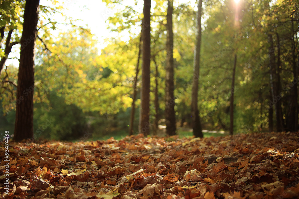 Landscape autumn in a golden forest Landscape autumn in a golden forest