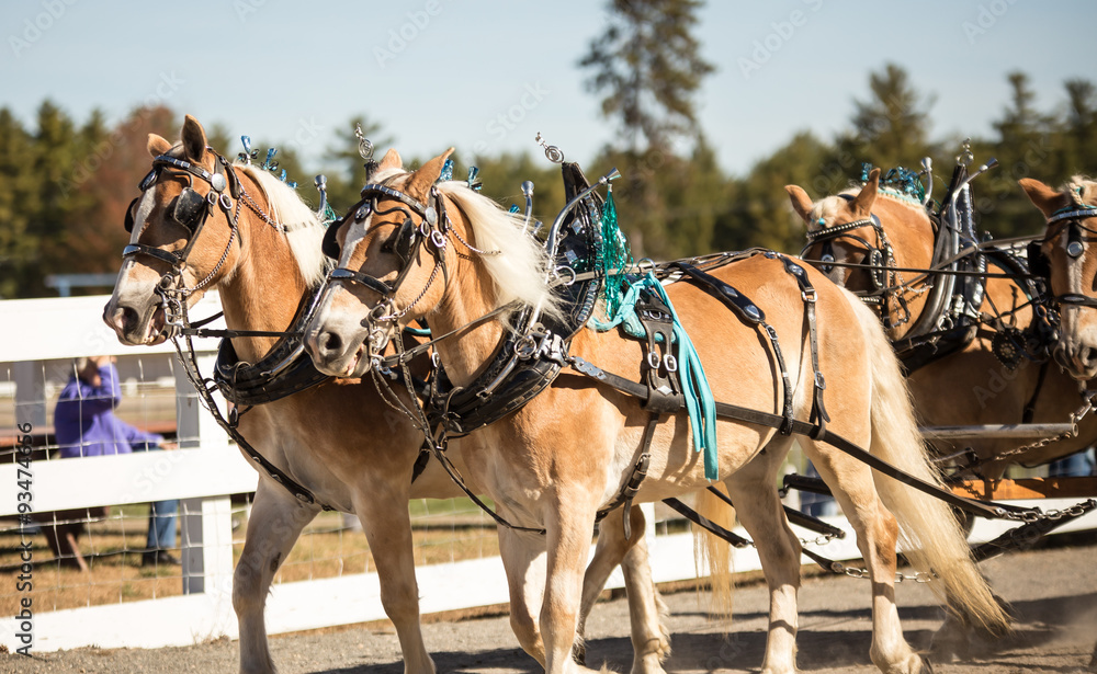 team of horses