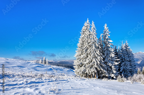 winter rime and snow covered fir trees on mountainside