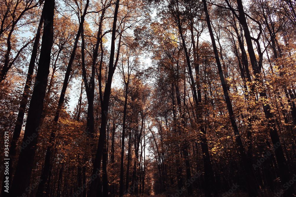 Fototapeta premium Landscape autumn in a golden forest